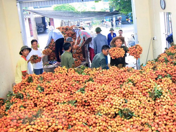Vải, nhãn 'hứa hẹn' được mùa: Chủ động tiêu thụ, tránh ế thừa, mất giá